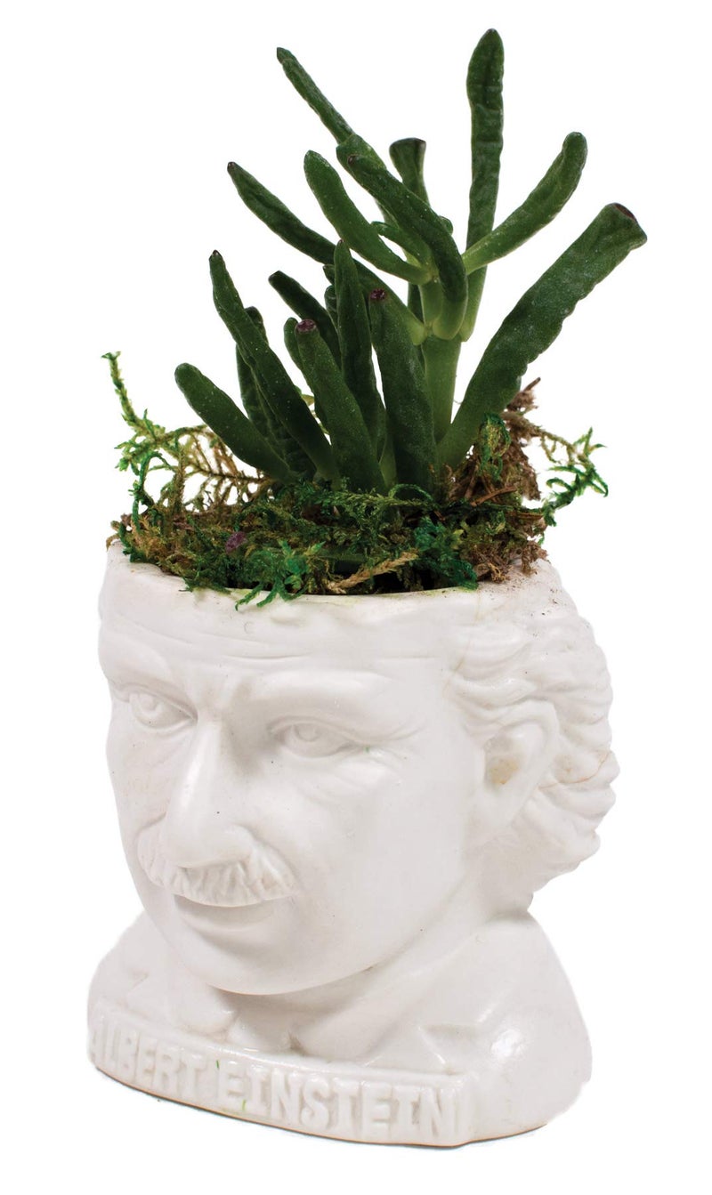 The Unemployed Philosophers Guild Albert Einstein Bust Ceramic Planter - Image 3
